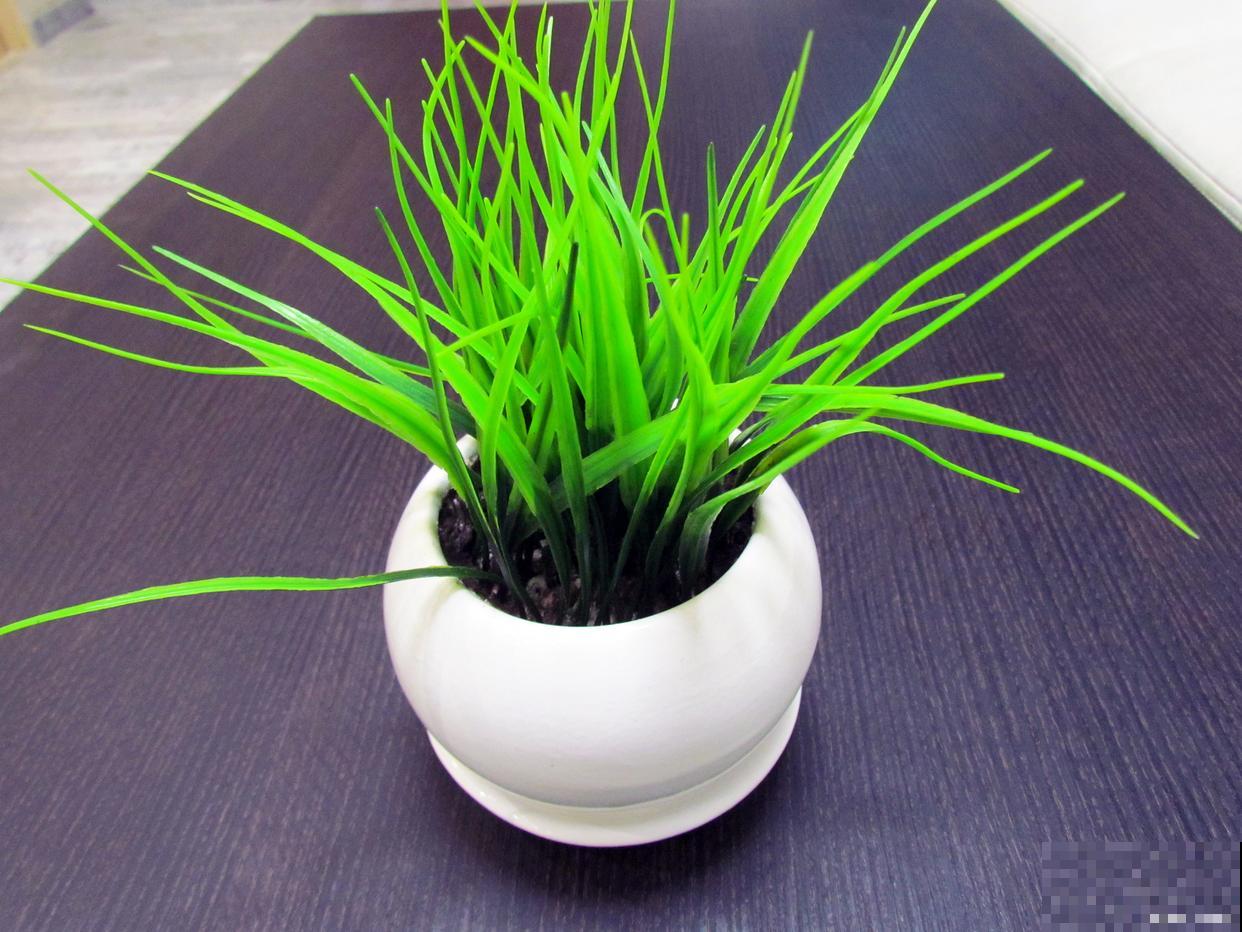 菖蒲如何繁殖的？