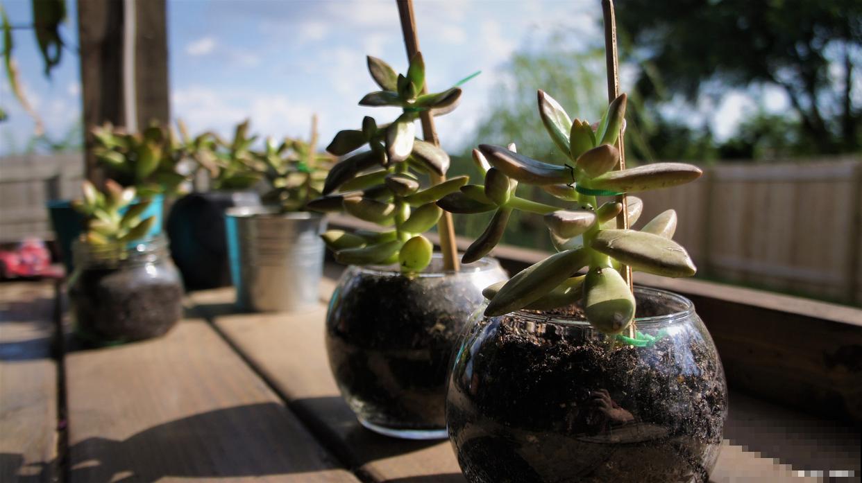 多肉植物小苗怎么上盆