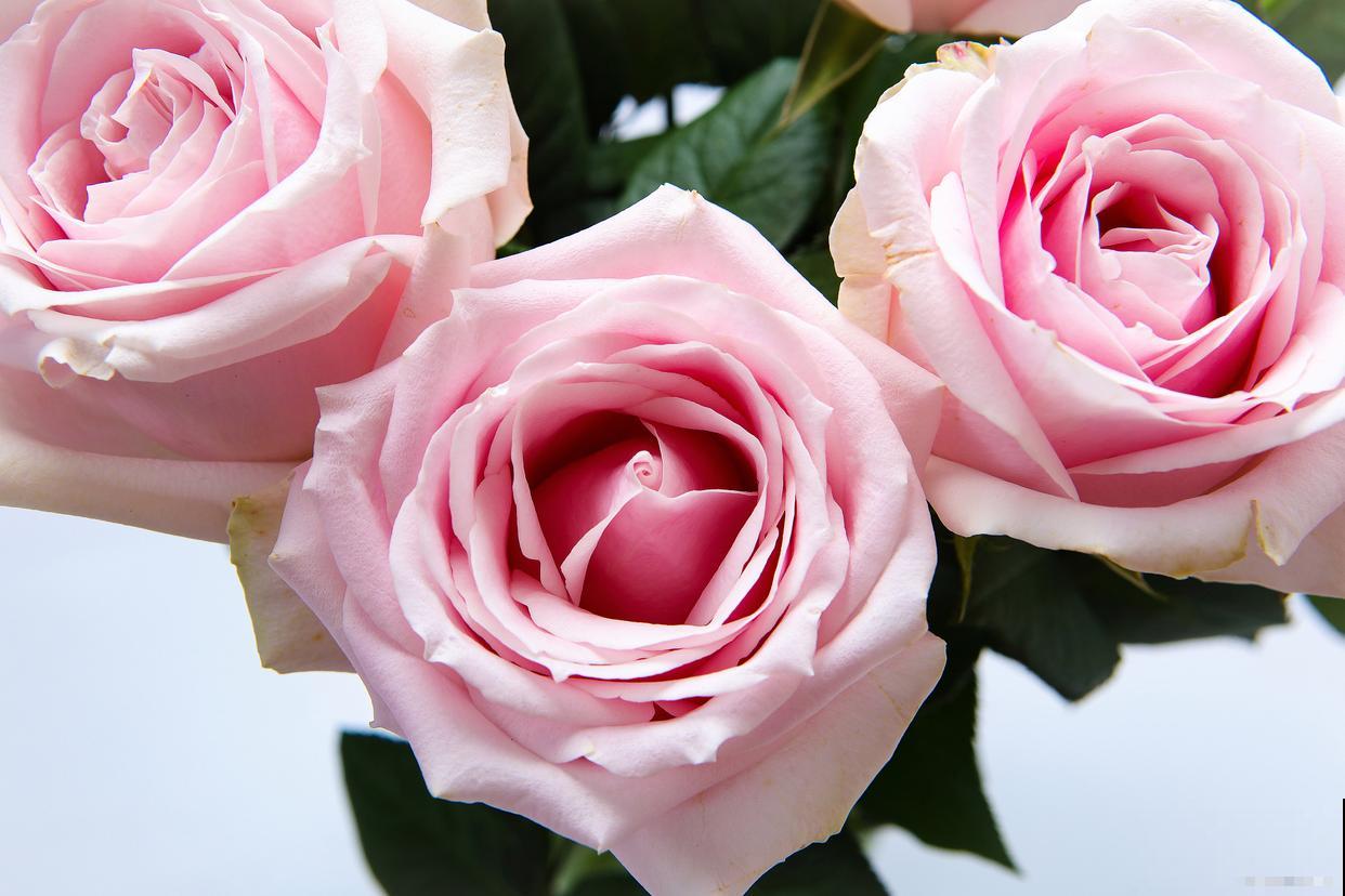 粉色玫瑰怎么养？