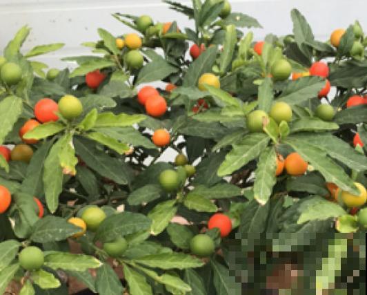 樱桃盆景养殖，知道这4点，阳台也能养