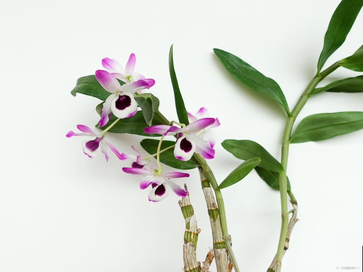 红泼墨石斛的养殖方法