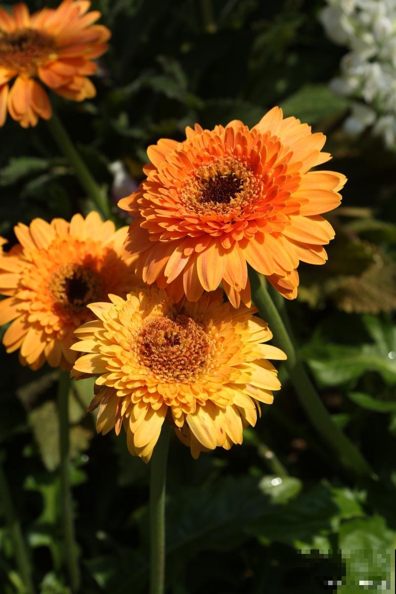 非洲菊如何繁殖？