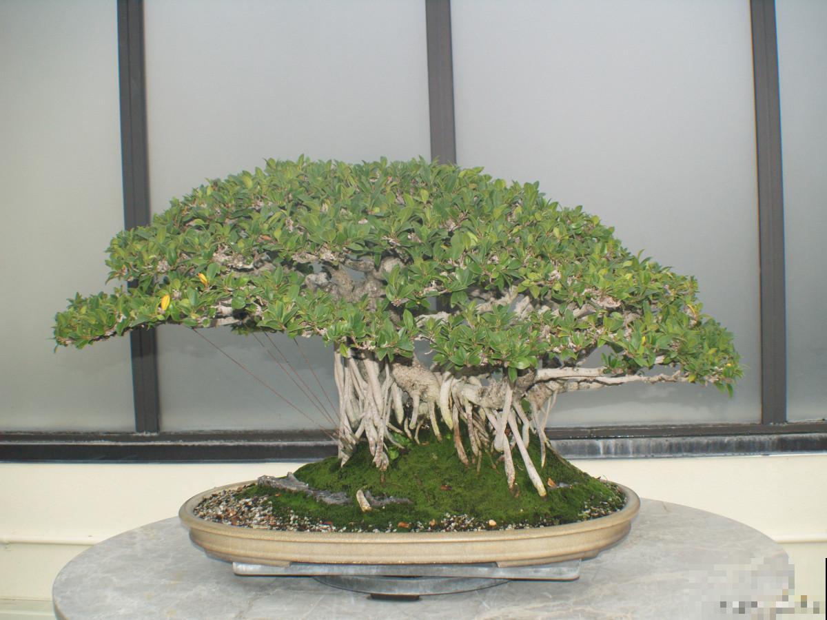 黄杨盆景如何修剪 黄杨盆景如何修剪