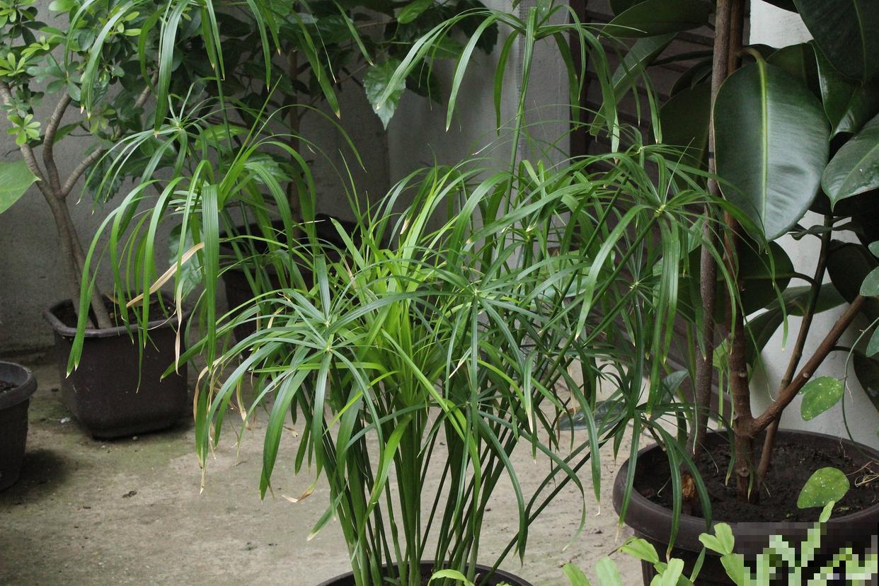 棕竹什么时候换盆比较好