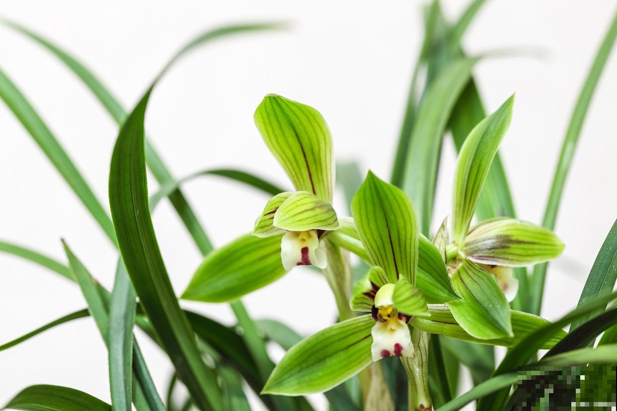 兰草怎么浇水的？