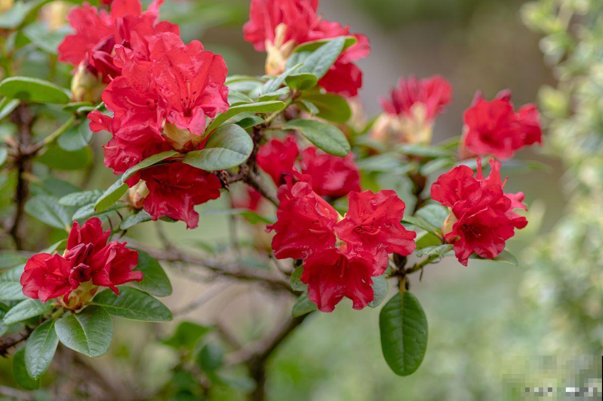 如何修剪杜鹃花？