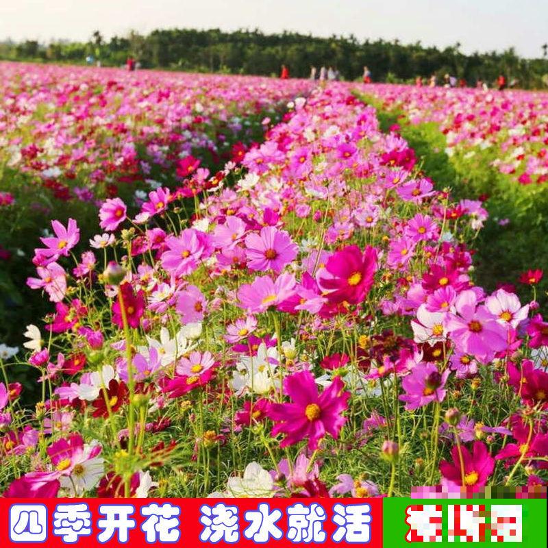 耐寒的多年生宿根草花，常见的主要有这5种，好看又好养