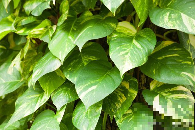 金钻如何养殖的？