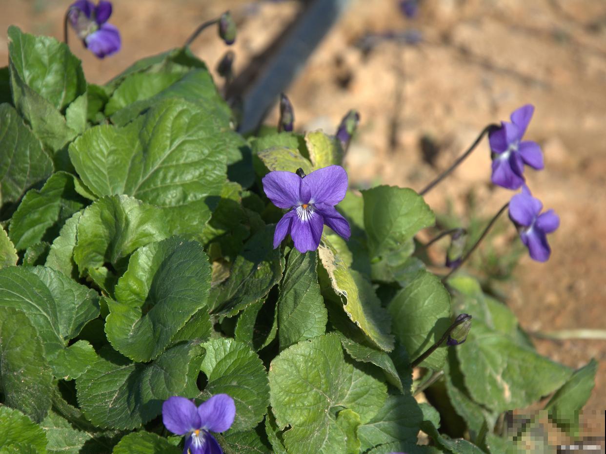 二年生植物有哪些