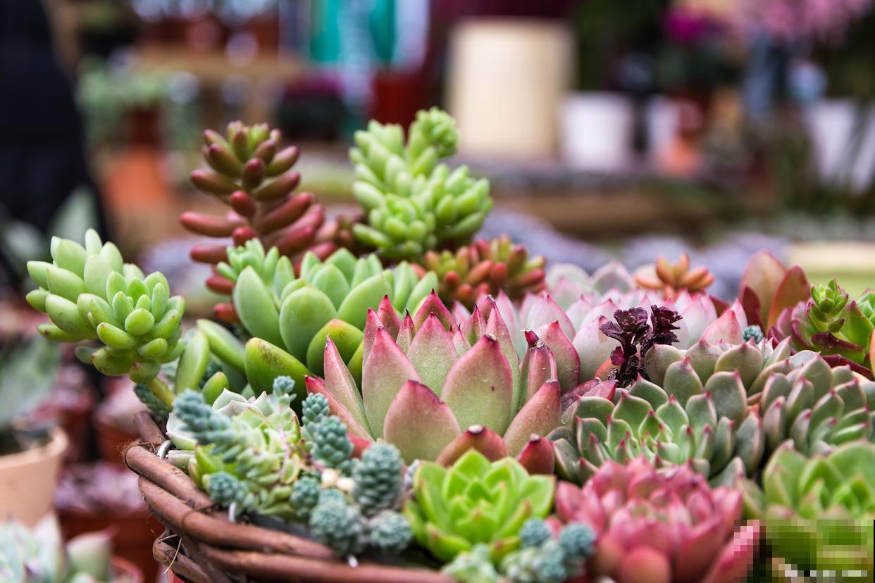 多肉开花会怎样需要注意什么