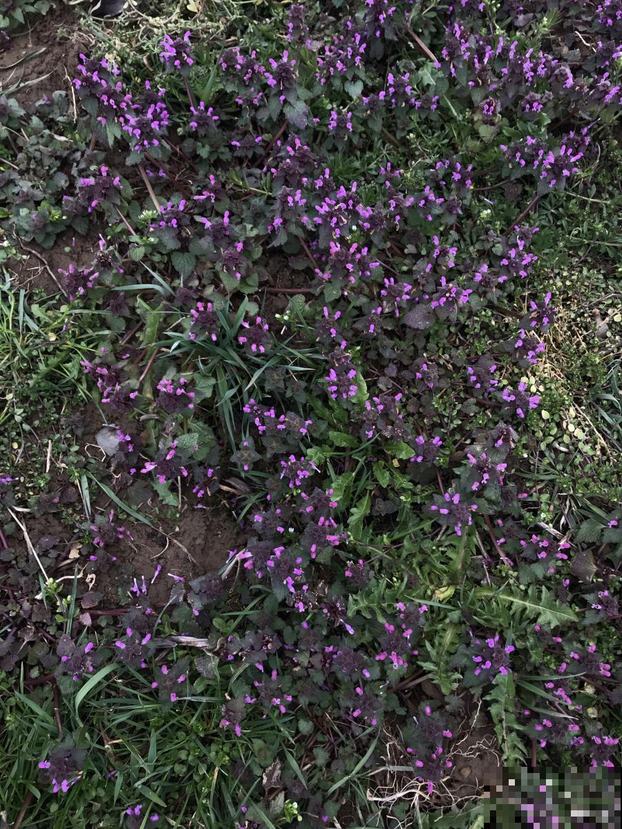 紫花地丁盆栽怎么种 紫花地丁盆栽怎么种