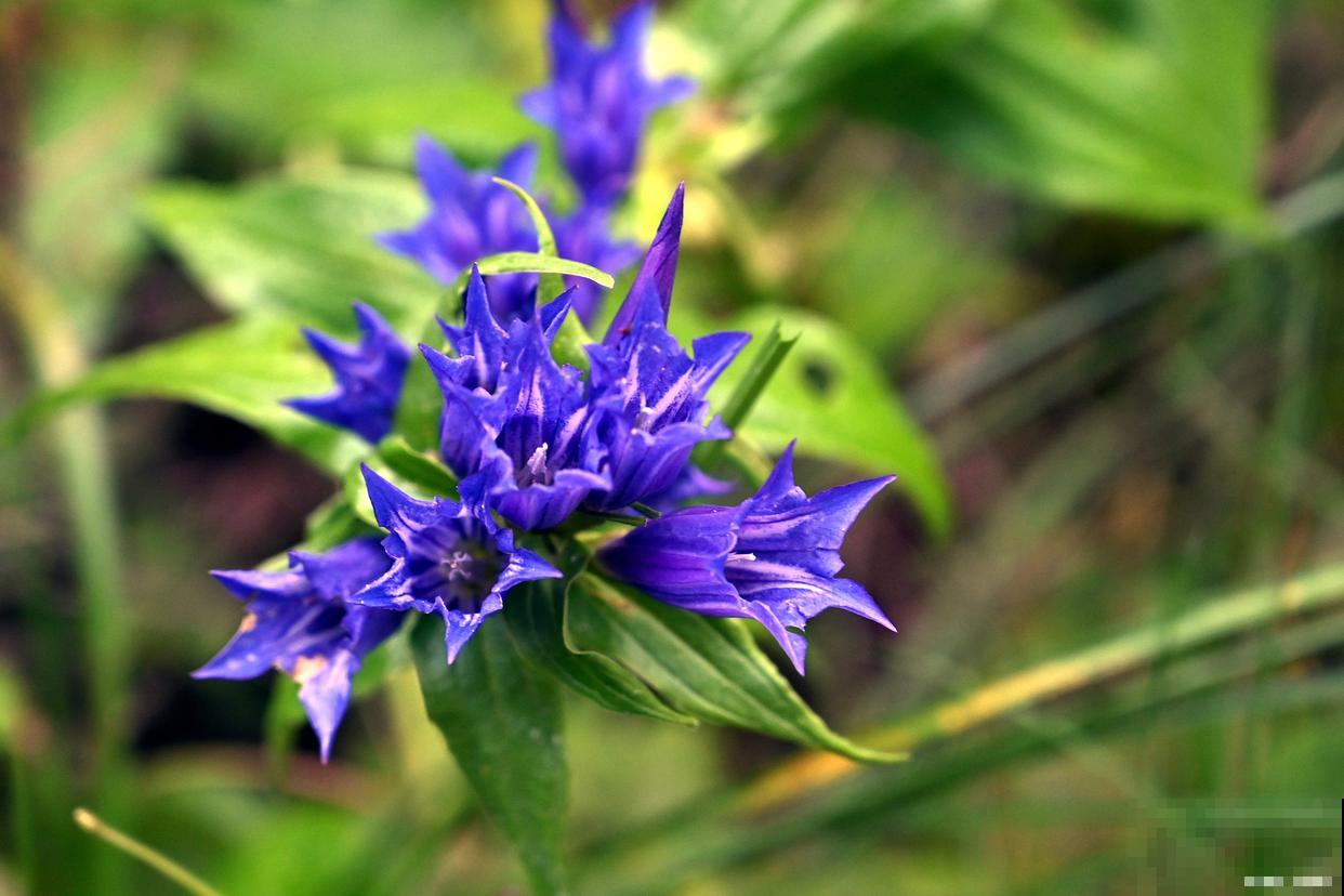 常见的藤本植物有哪些 常见的藤本植物有哪些