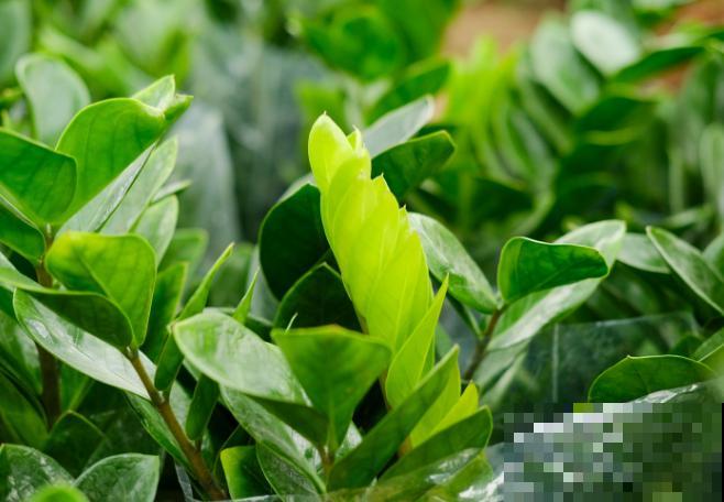 金钱树叶子有斑点，主要和这3点有关，快来看看你的是什么原因