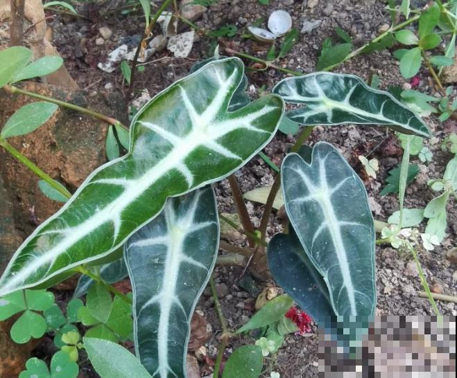 小仙女盆栽养殖，记住这4点，养殖没问题