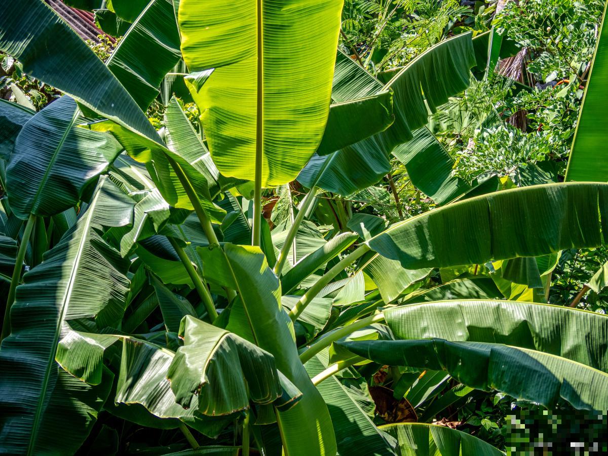 芭蕉种植需注意什么