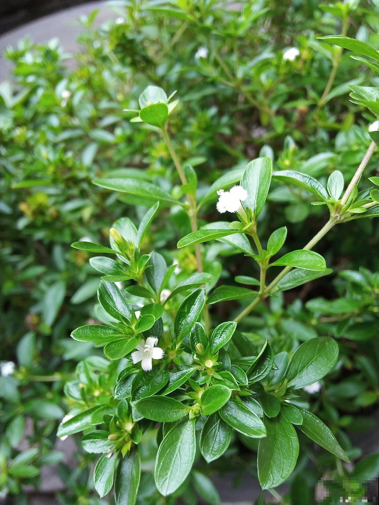 六月雪多久开花？