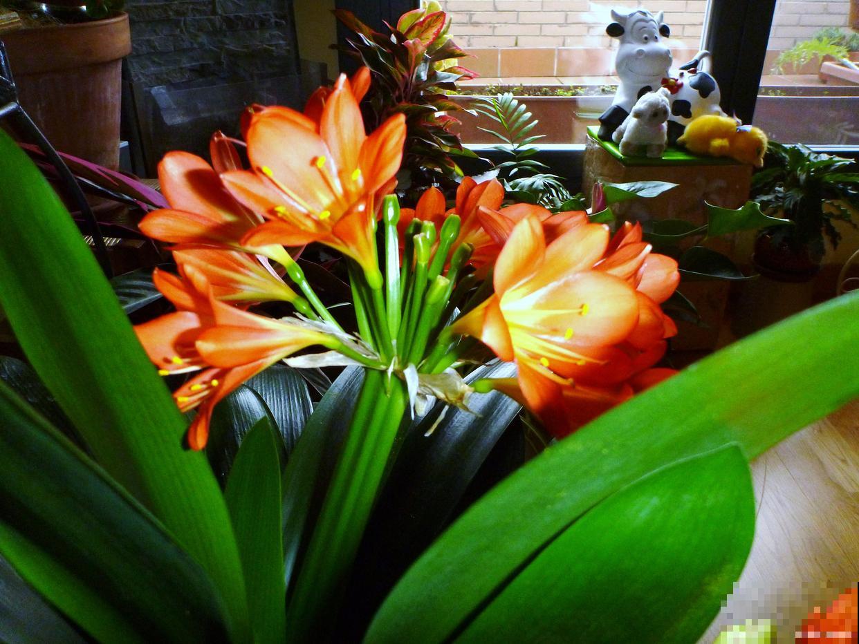 君子兰花怎么养护