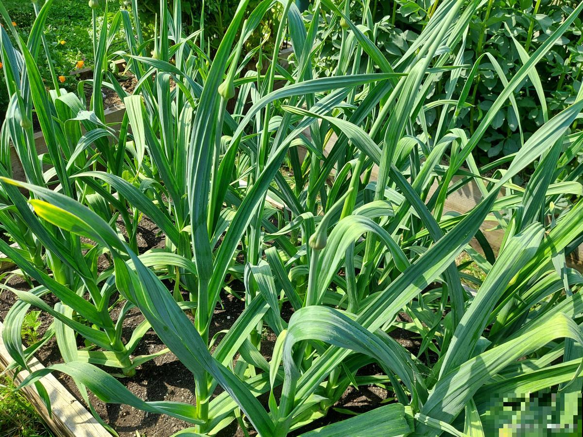 大蒜苗叶子发黄怎么办 大蒜苗叶子发黄怎么办