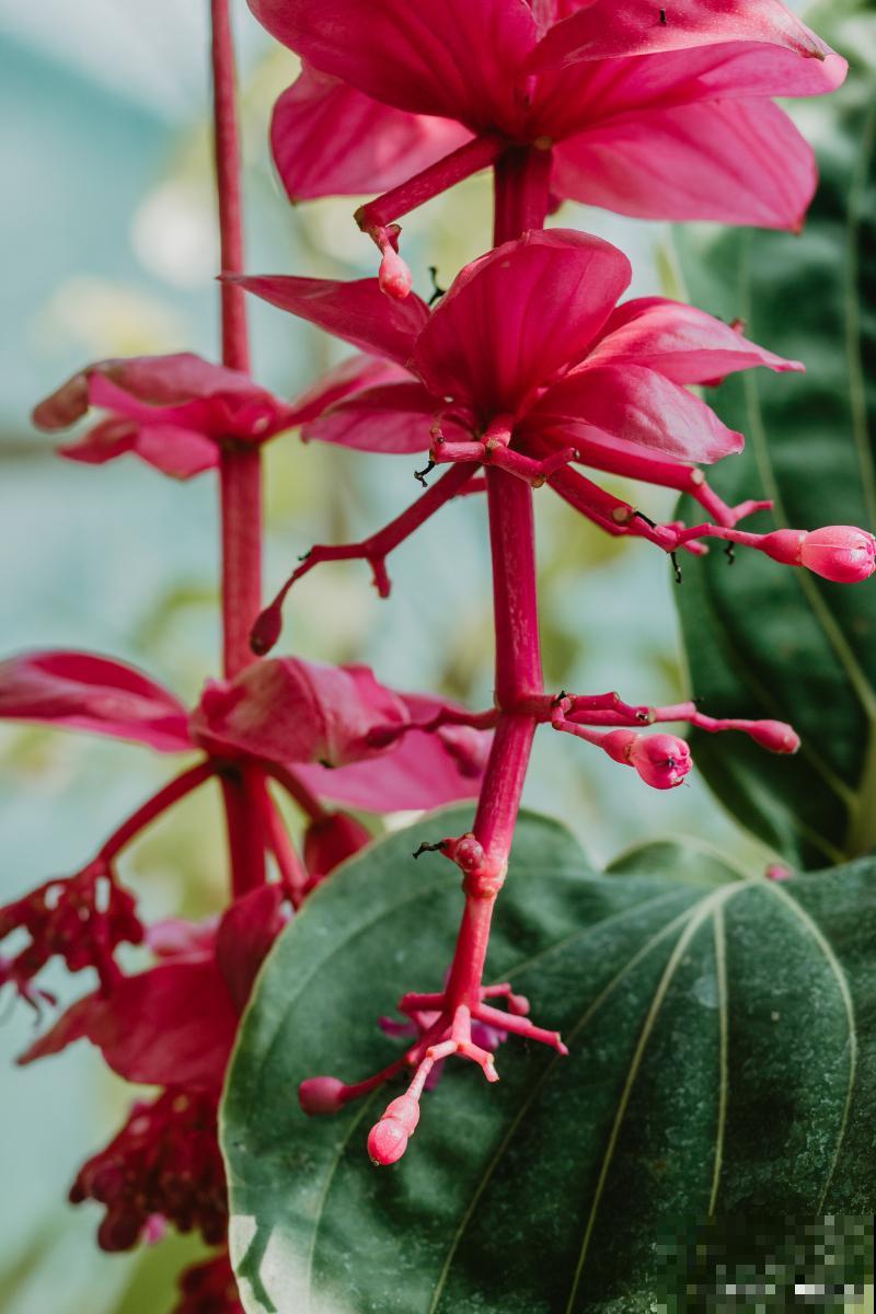 竹节海棠施什么肥