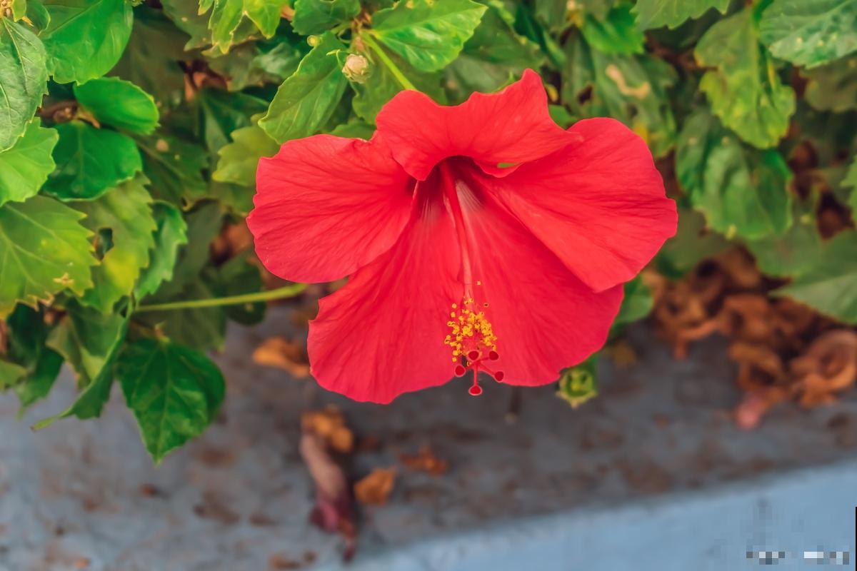 扶桑花春天几月份剪枝