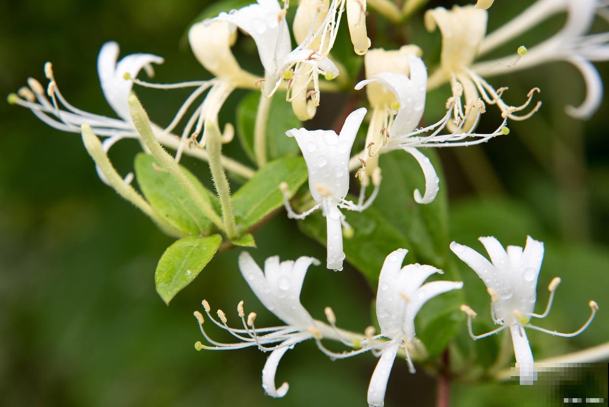 金银花施什么肥料最好 金银花施什么肥料最好