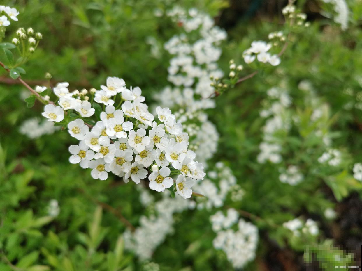 白雪花什么时候开花 白雪花什么时候开花