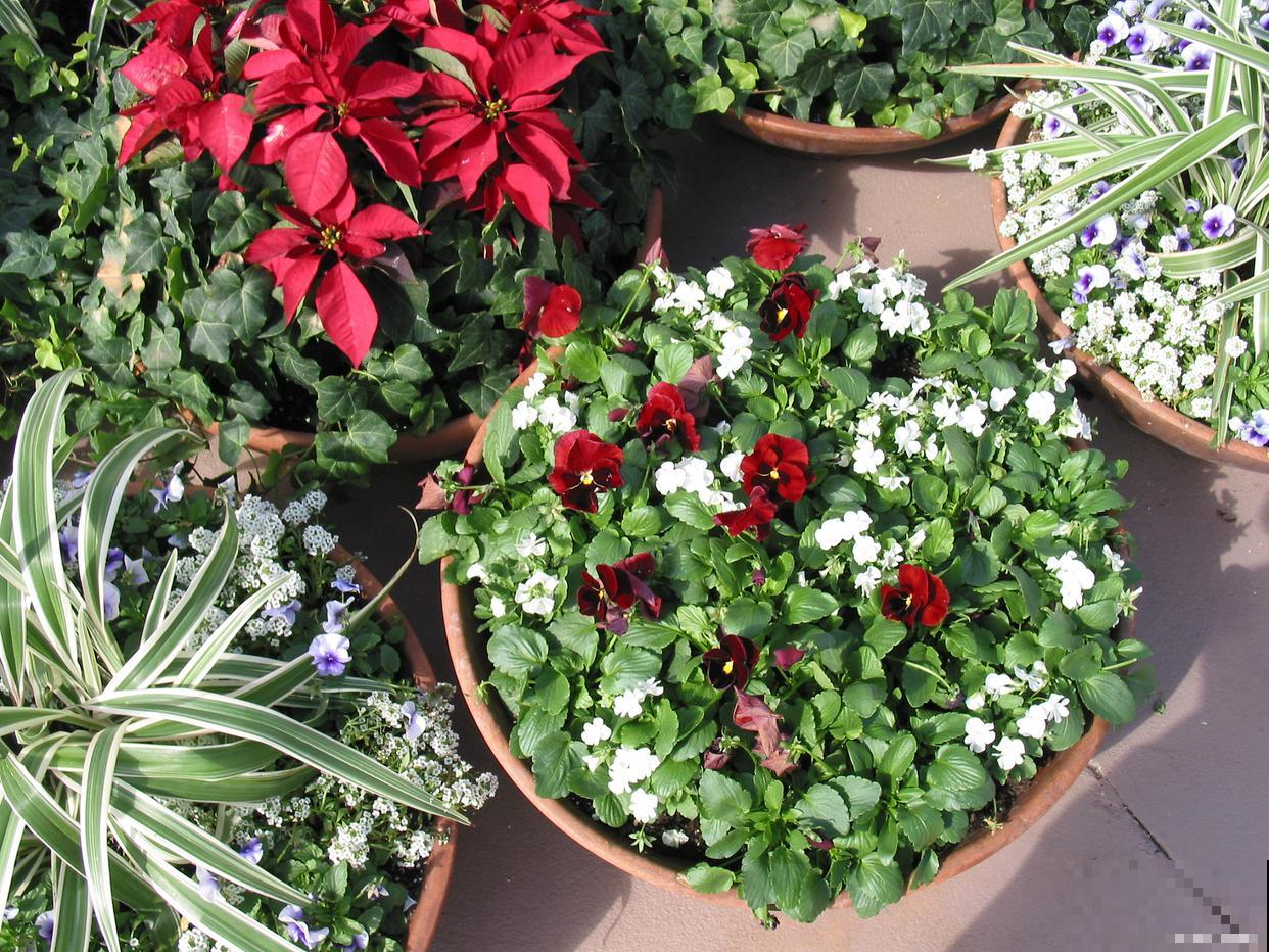 如何扦插长寿花? 如何扦插长寿花?