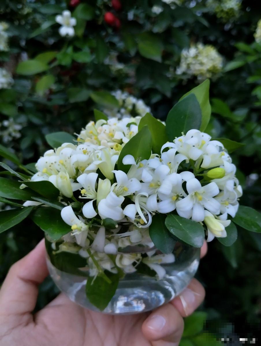 米兰花得病炭疽病怎么治