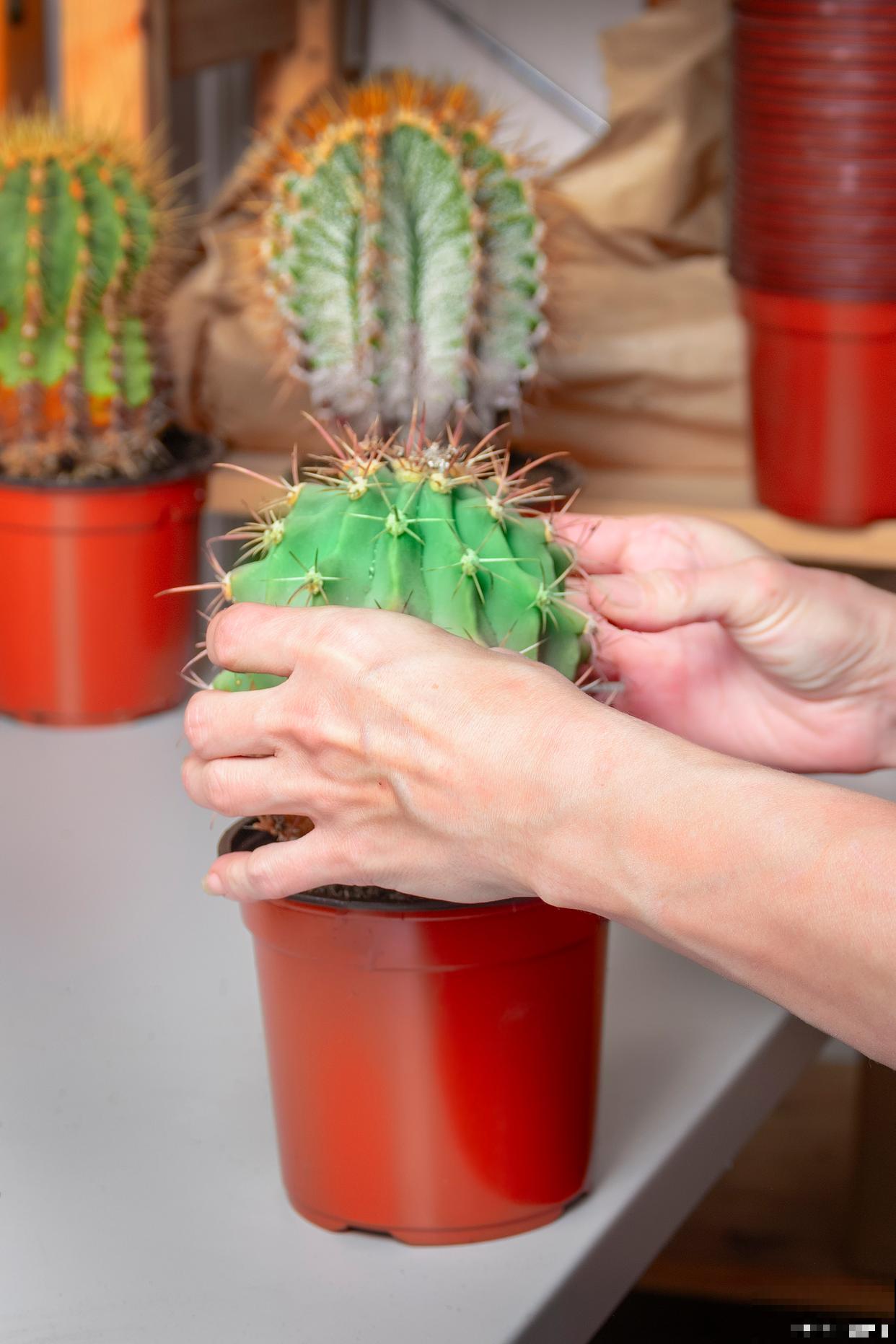 仙人掌怎么嫁接仙人球 仙人掌怎么嫁接仙人球