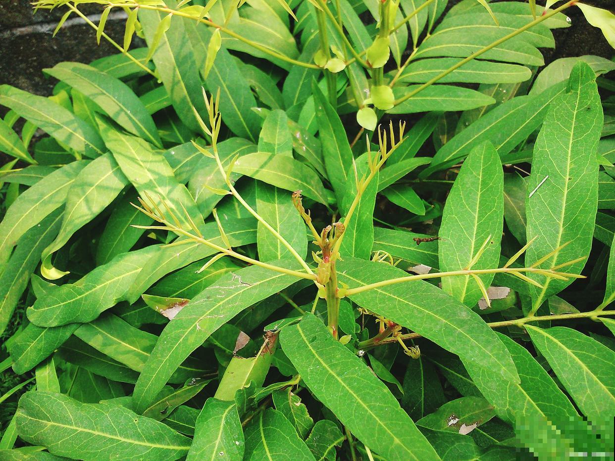 为什么跳舞草会跳舞