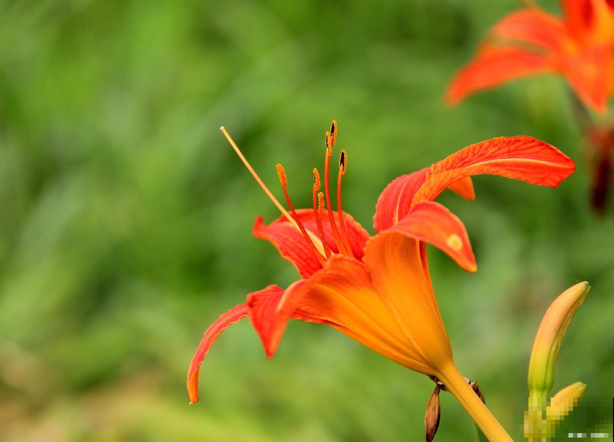 露地宿根花卉有哪些