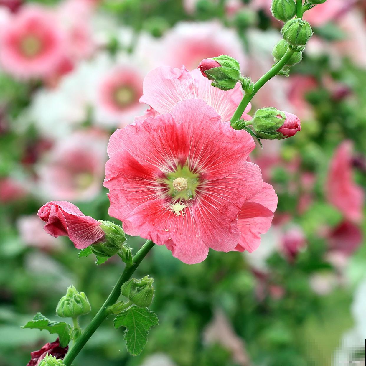 蜀葵怎么播种的？