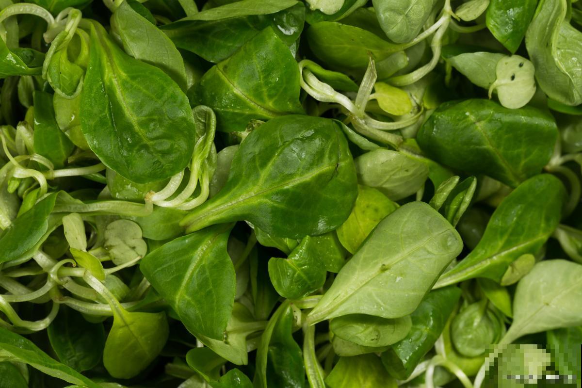 木耳菜如何采摘？