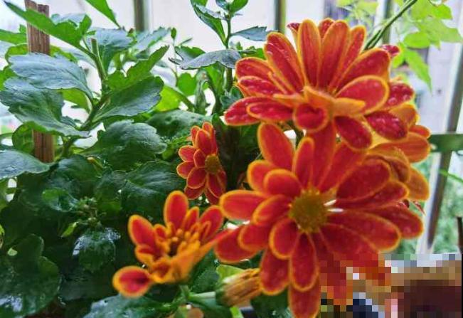 荷兰菊叶子蔫了，主要和这4点有关，及时处理还有救