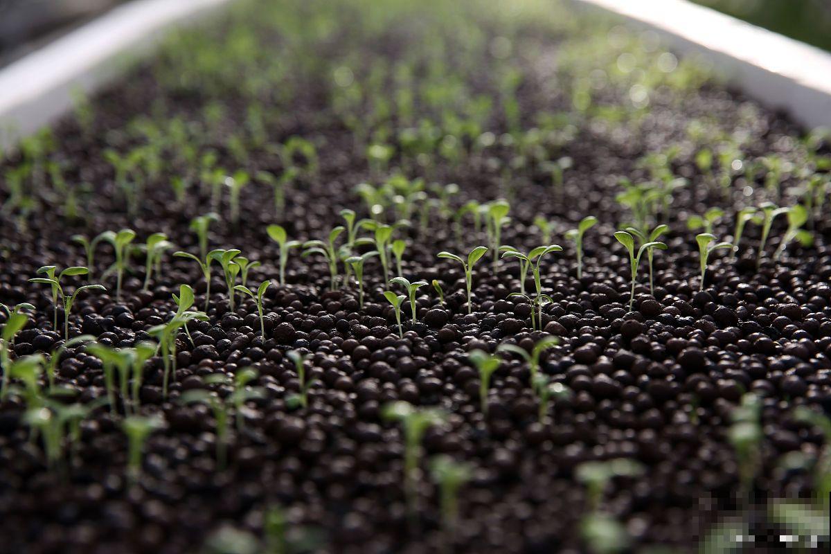 菠菜籽怎么种植方法