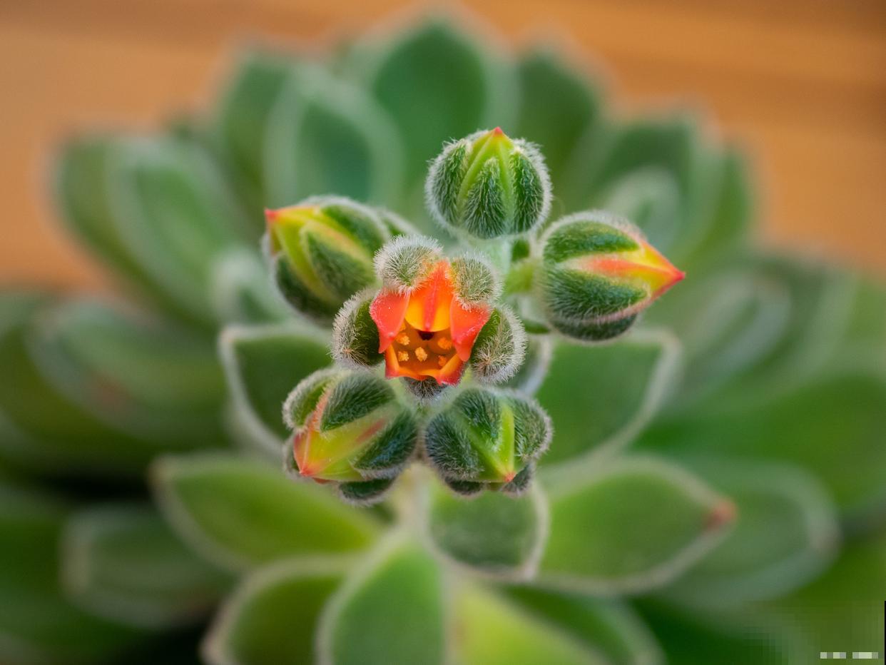 锦司晃多肉怎么养