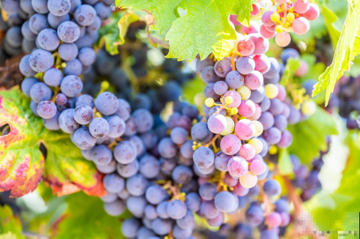 红提和葡萄的区别