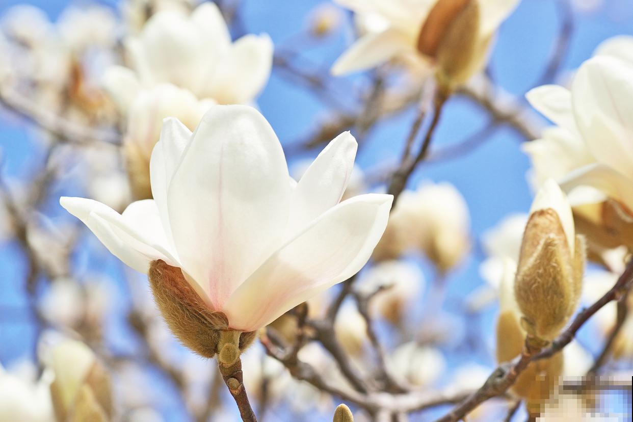 春天最常见的花？