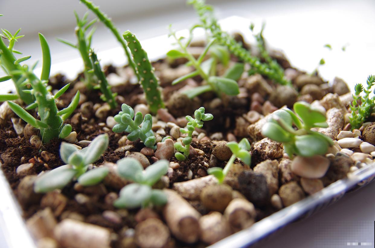 多肉幼苗怎么养? 多肉幼苗怎么养?
