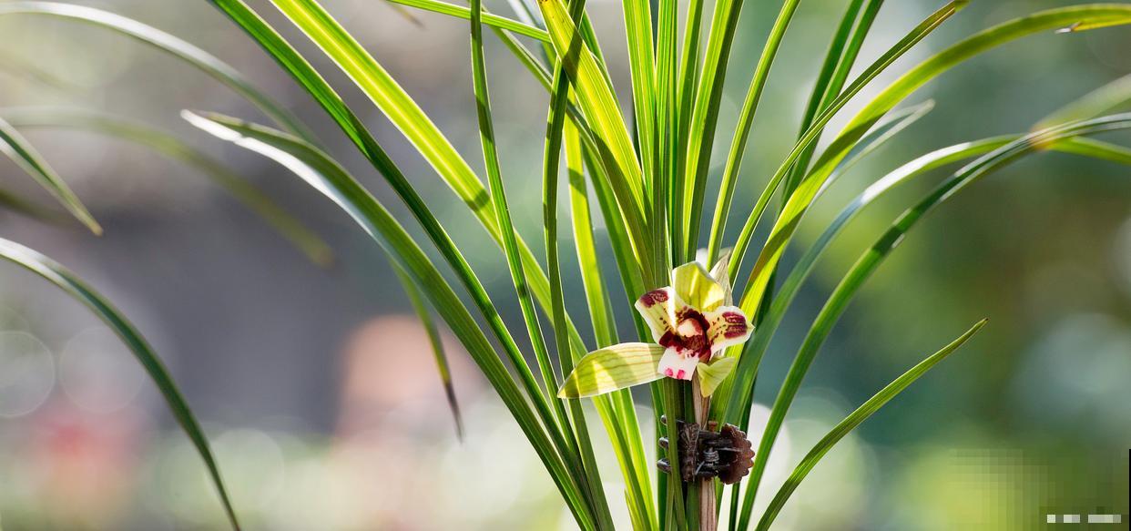 兰草怎么浇水的？