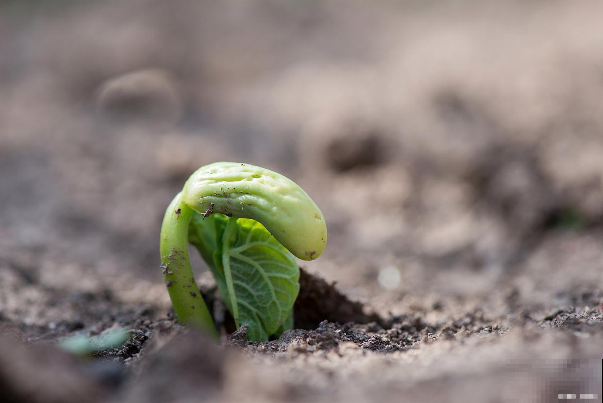 种花种子怎么种？