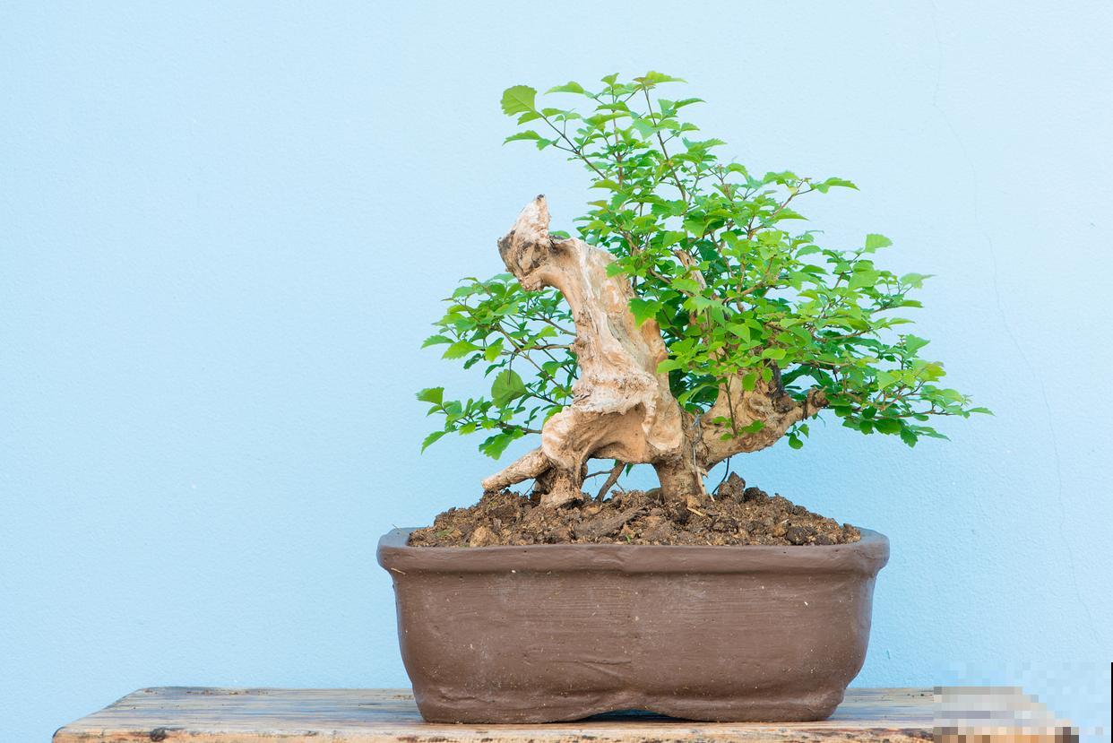 黄荆盆景的养殖方法和注意事项