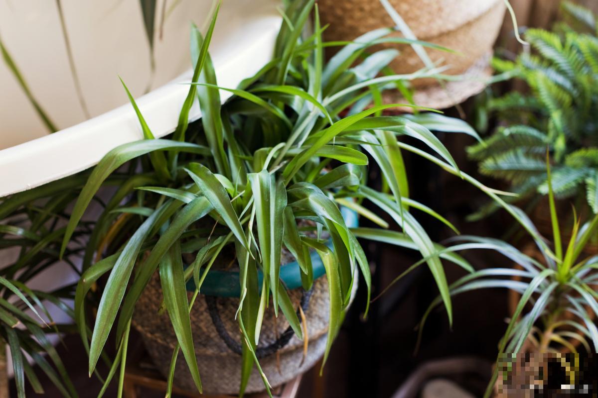 吊兰为什么不出枝条 吊兰为什么不出枝条