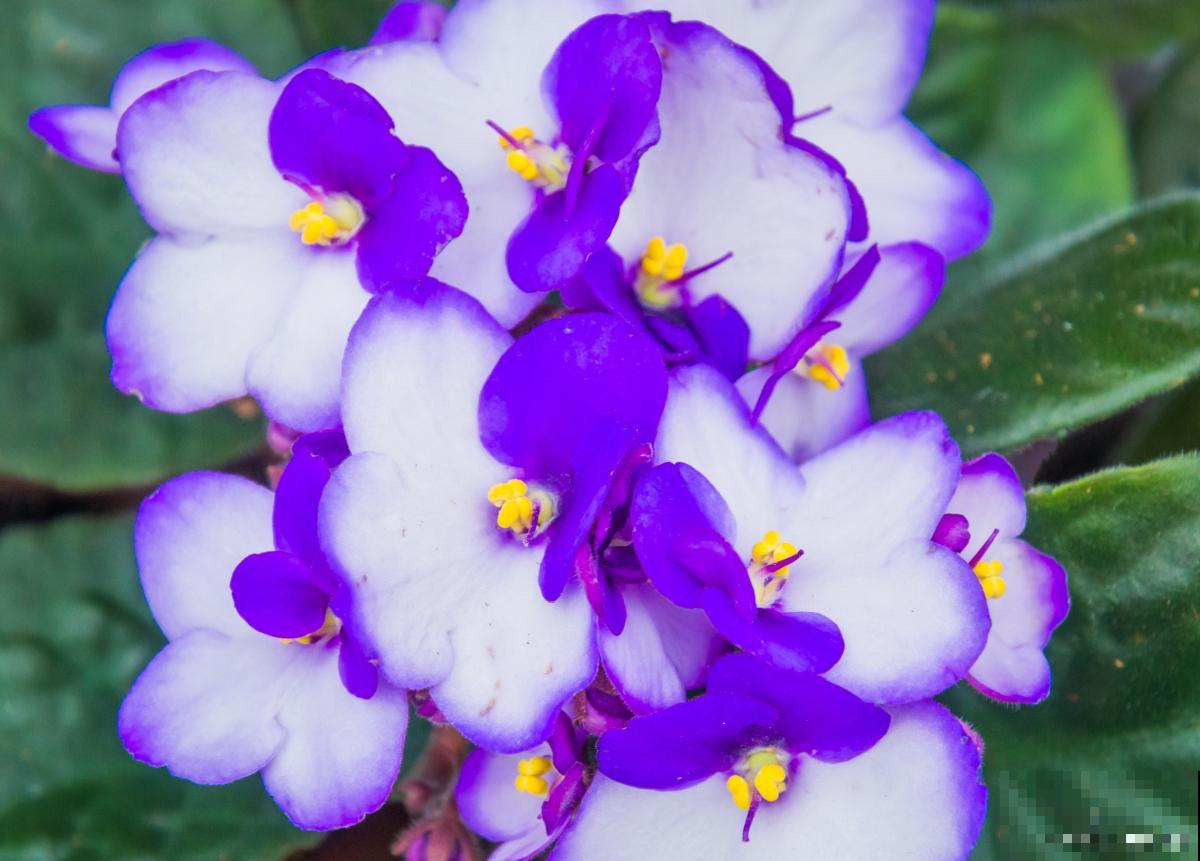 哪些花好看又好养 哪些花好看又好养