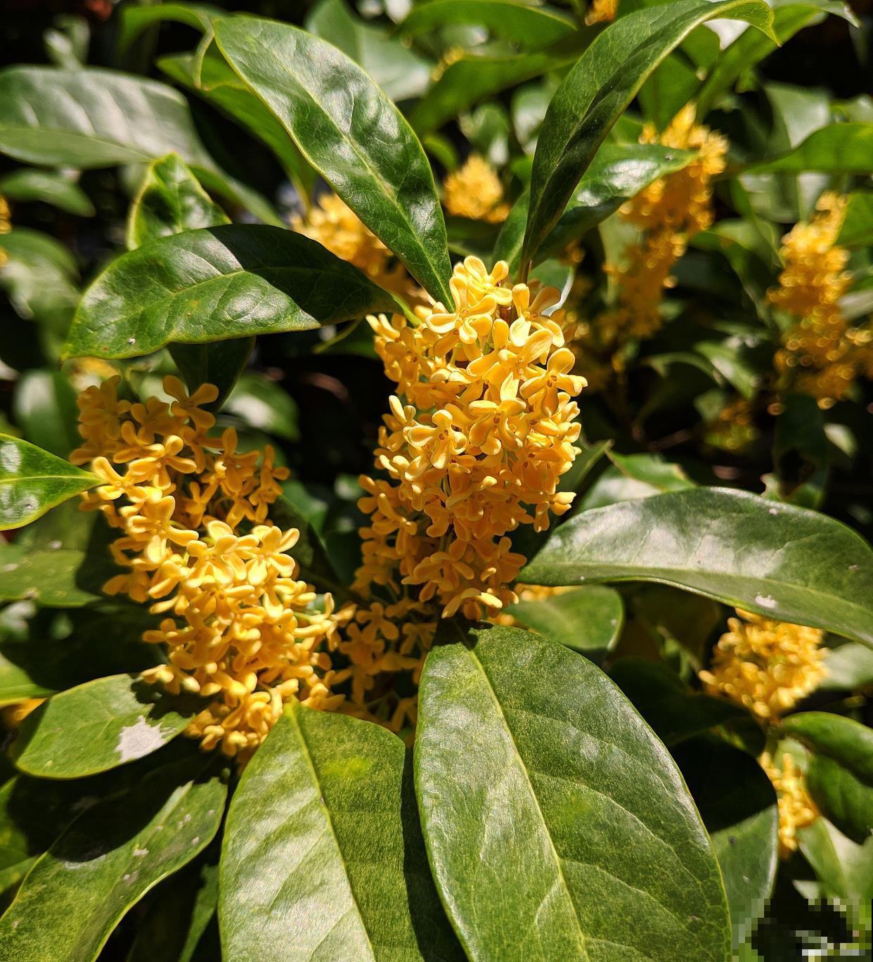 桂花树什么时候移栽最好