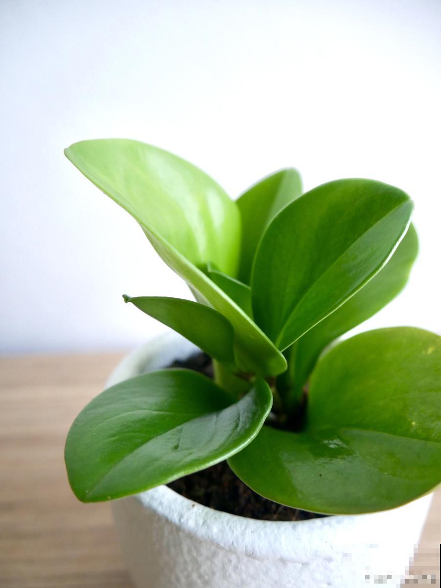 豆瓣绿怎么掉叶子