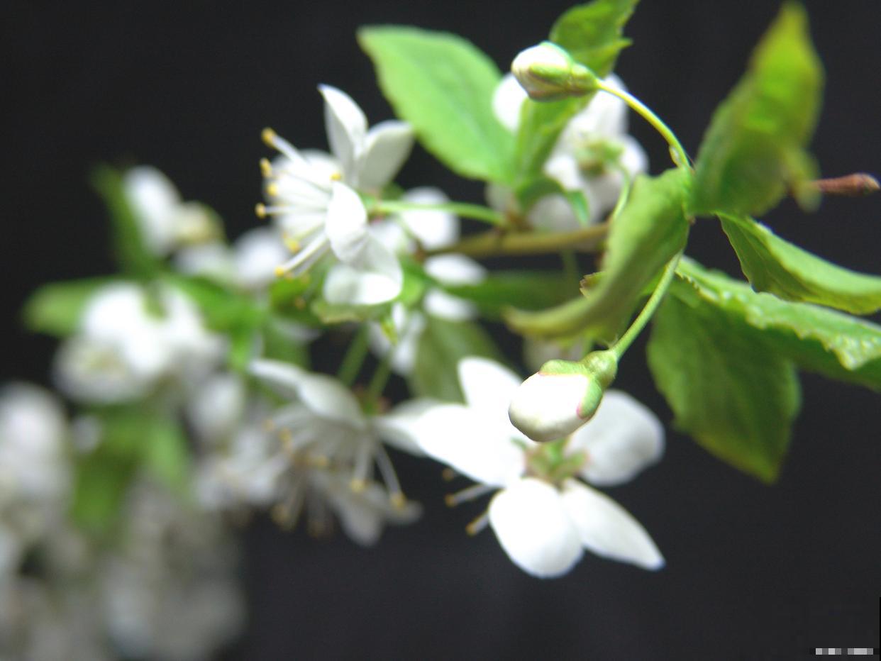 六月雪如何繁殖？