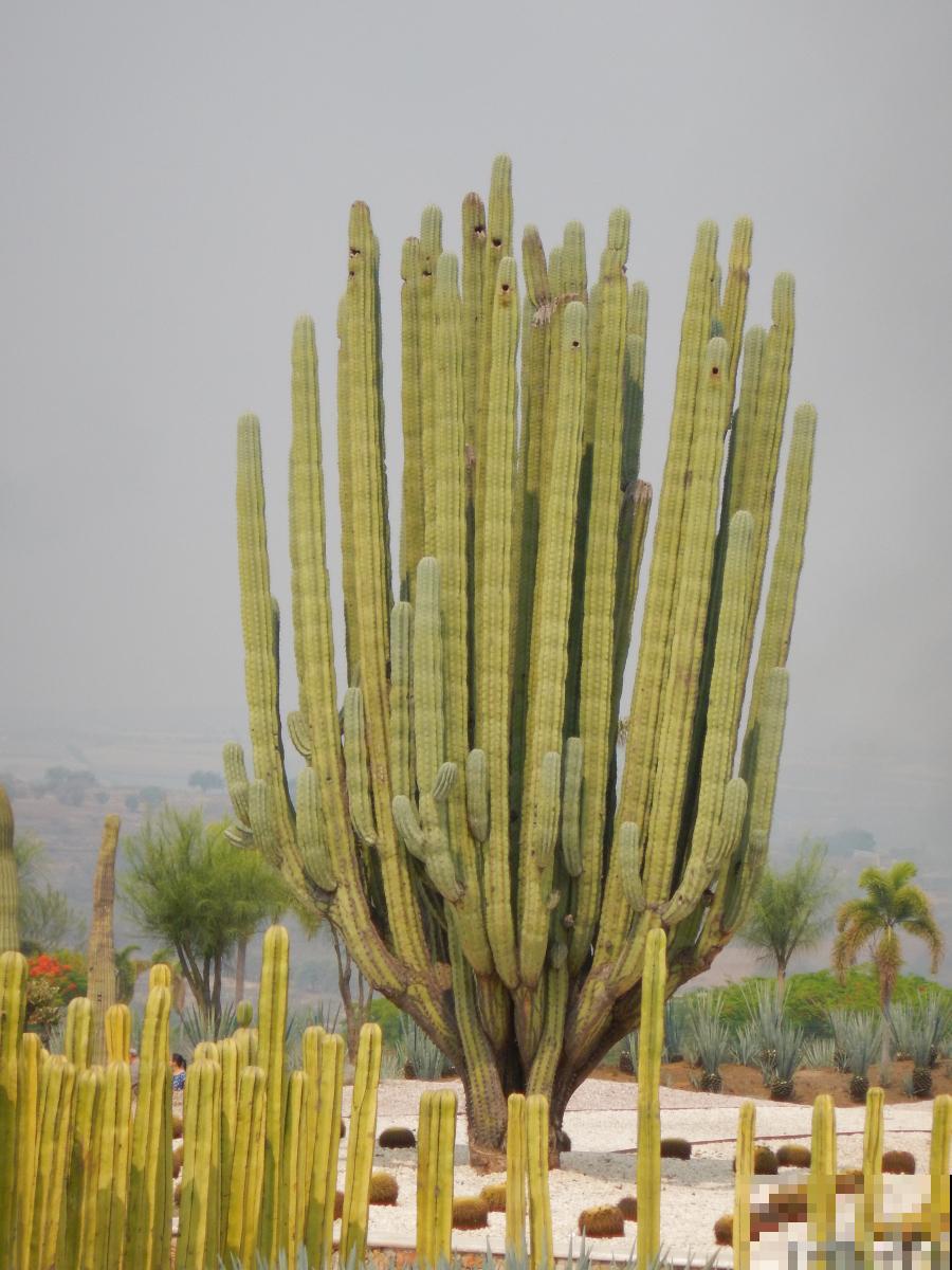 量天尺怎么扦插？