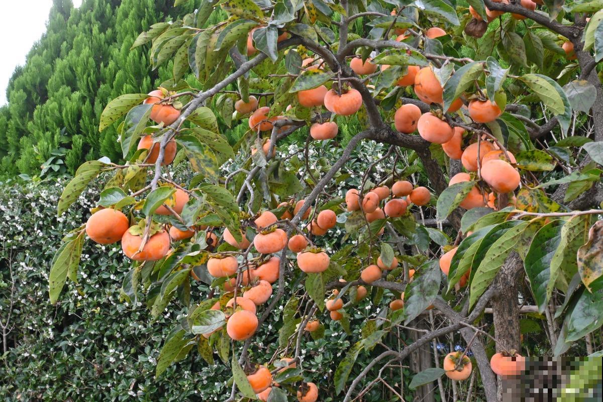 哪些树春天结子？