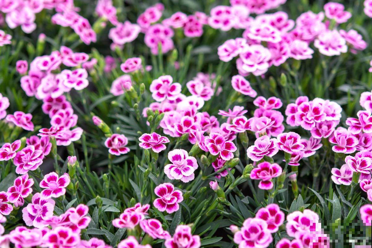 草木灰适合种什么花